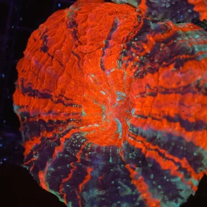 War Paint Acanthophyllia WYSIWYG - SAQ Coral Farm