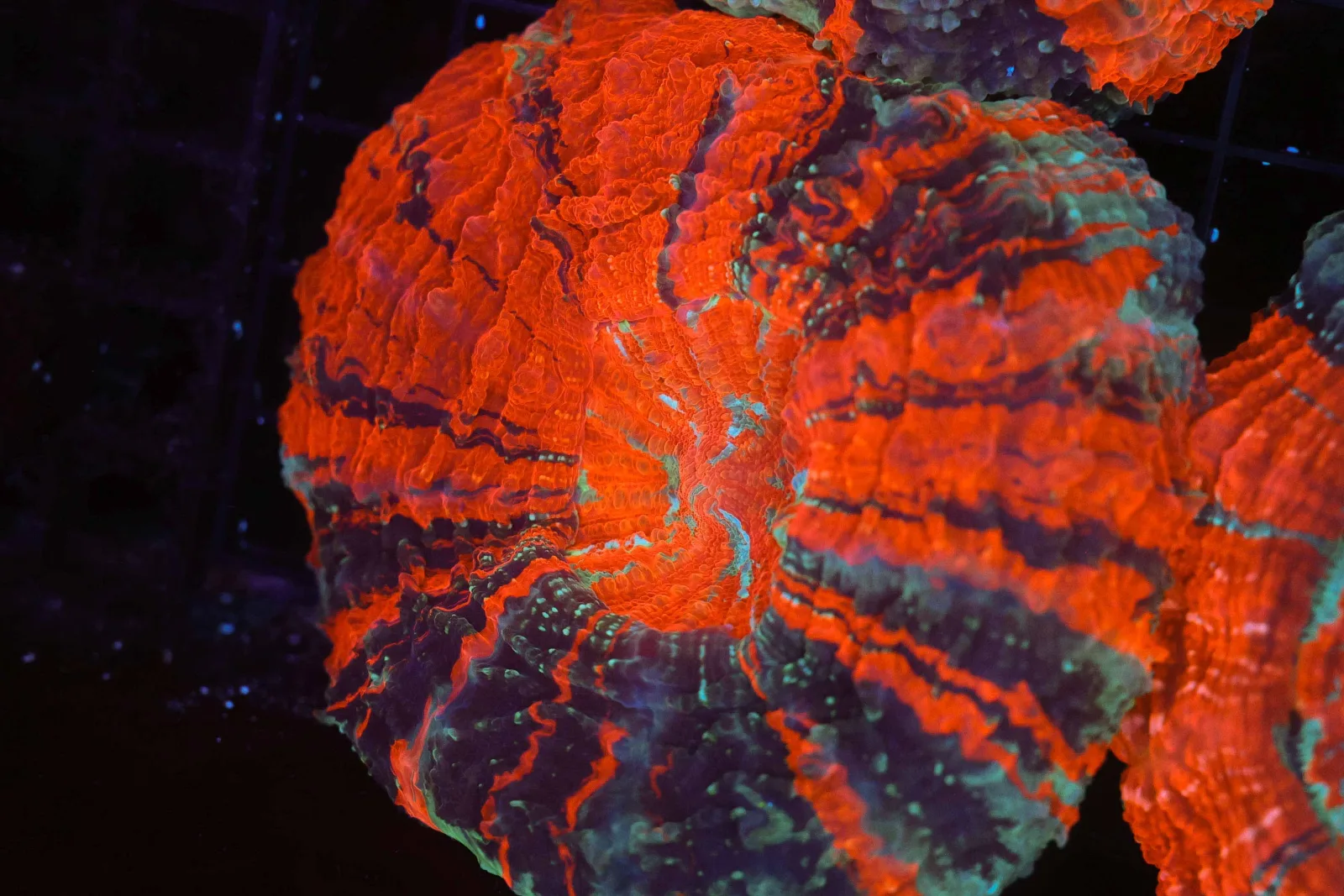 War Paint Acanthophyllia WYSIWYG - SAQ Coral Farm