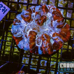 WYSIWYG 271 Wells Brain