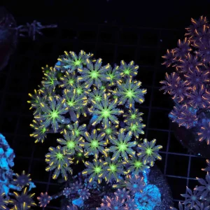 Yellow Cloves Colony WYSIWYG - SAQ Coral Farm