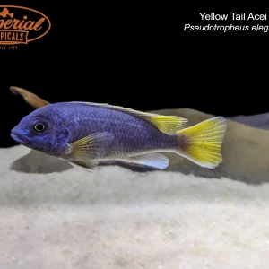 Yellow Tail Acei