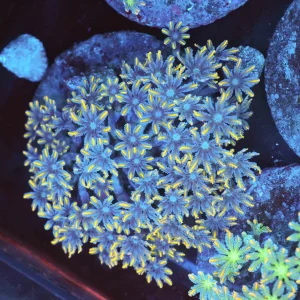 Yellow Tip Clove Colony WYSIWYG - SAQ Coral Farm
