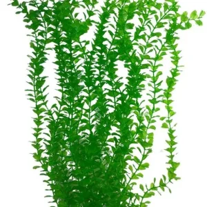 Yup Aquarium Decor Wall of Plants - Anacharis