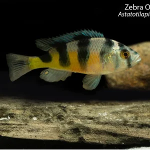 Zebra Obliquidens