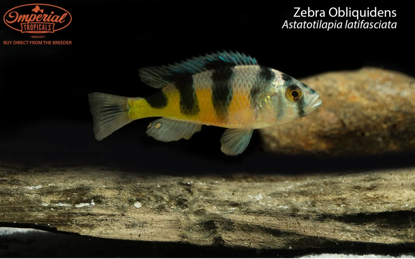 Zebra Obliquidens