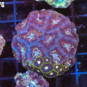 Zoanthid Asian Acan Combo Colony WYSIWYG - SAQ Coral Farm